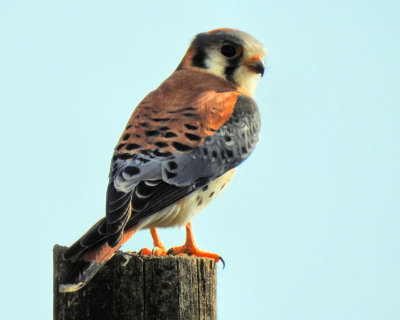 Kestrel - DSCN7173