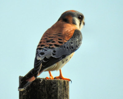 Kestrel - DSCN7171