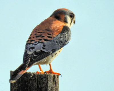 Kestrel - DSCN7170
