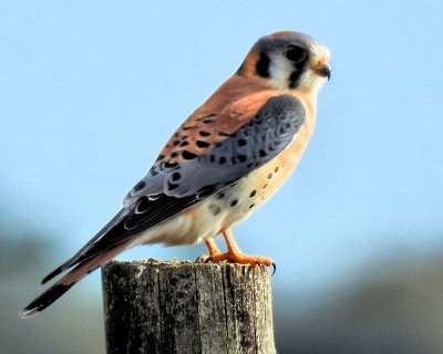 Kestrel - DSCN7169