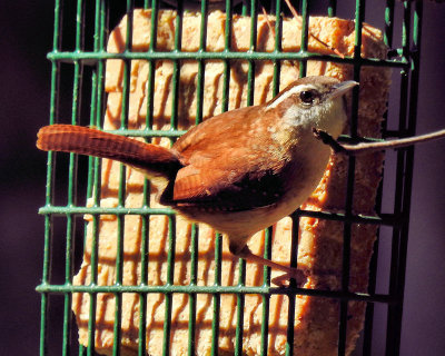 Carolina Wren - DSCN7258