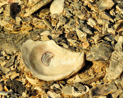 Seashell - DSCN7281