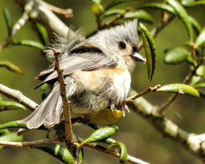 Tufted Titmouse in Tree - DSCN7762