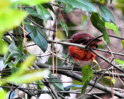 Cardinal in a Tree - DSCN7759