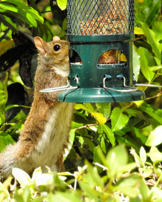 Really big bird - a squirrel - DSCN7752