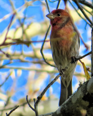 Male House Finch - IMG_4763