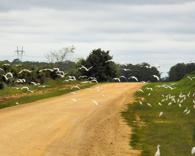 Herd of Cattle Egrets by road & flight - DSCN8428