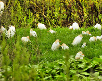 Cattle Egrets Pairing Off - DSCN8463