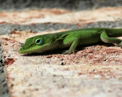 Anole - IMG_7294