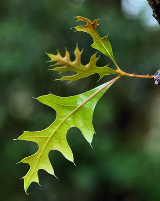 New Life - Black Oak Leaves - IMG_7287
