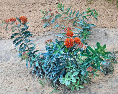 Butterfly Milkweed - DSCN0029 
