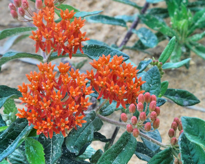 Butterfly Milkweed - DSCN0031 