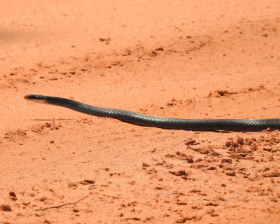 Florida Black Racer Snake - DSCN9430 