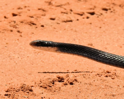 Florida Black Racer Snake head - DSCN9430