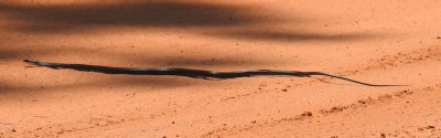 Florida Black Racer snake - DSCN9431
