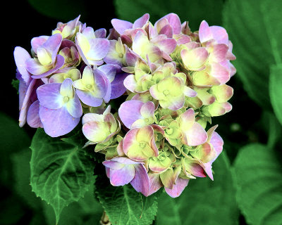 Hydrangea flowers - DSCN9819