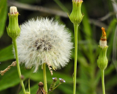 Dandelion - DSCN9761