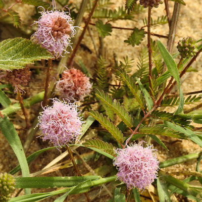 Pink flower - DSCN9731