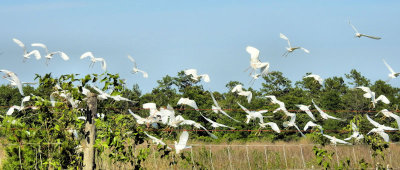 Cattle Egrets - DSCN9849 