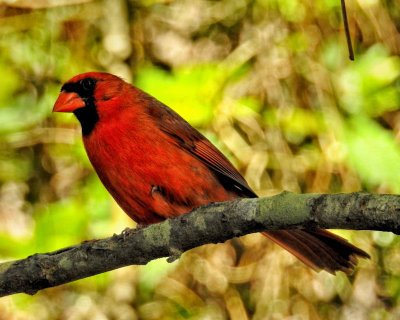 Cardinal on limb - DSCN0006