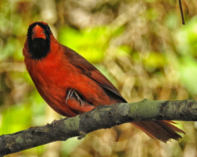 Cardinal face on - DSCN0005