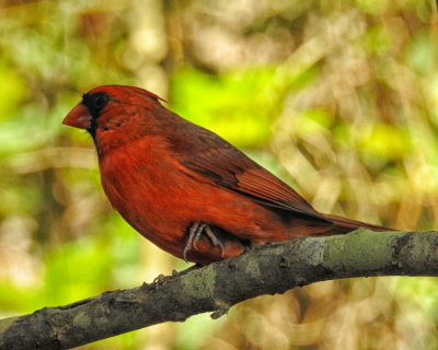 Cardinal on limb - DSCN0004 