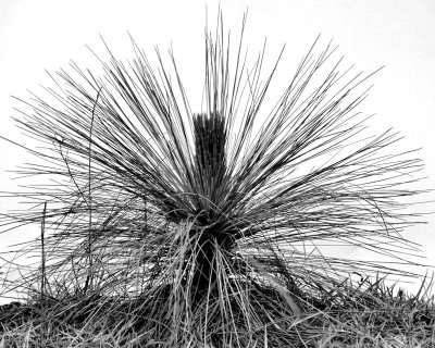 Longleaf Pine - IMG_7901
