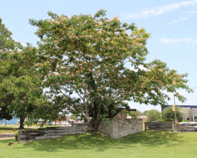 01 - The Mimosa Tree - IMG_3006