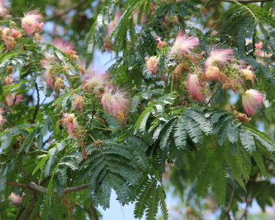 02 - Several colors and blossoms - IMG_3009 