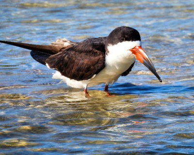 Black Skimmer in water - DSCN0786 