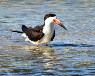 Black Skimmer - DSCN0775