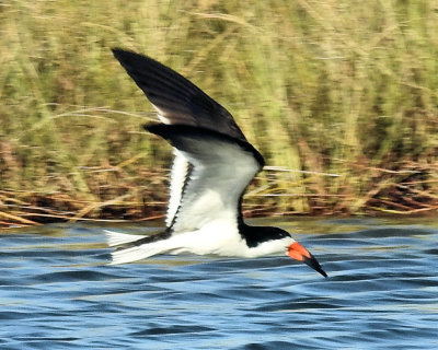 Black Skimmer Flying - DSCN0794 