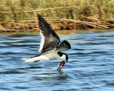 Black Skimmer Skimming - DSCN0793 