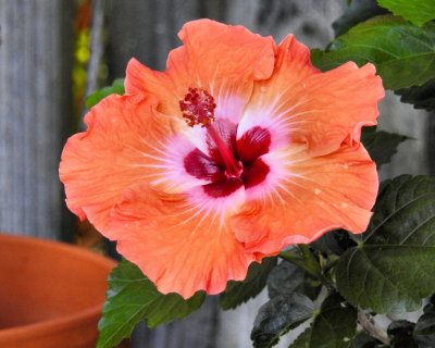 Orange & Red Hybiscus - DSCN0647