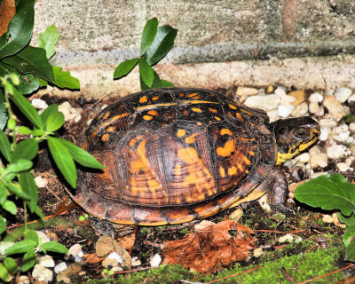 Turtle in My Backyard - IMG_3455