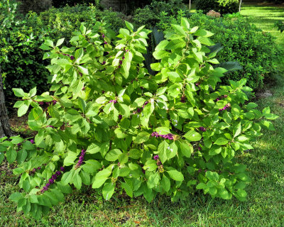 Purple Beautyberry bush - IMG_5522 
