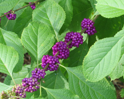 Purple Beautyberry - IMG_5524 