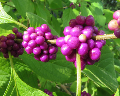 Purple berries - IMG_5525