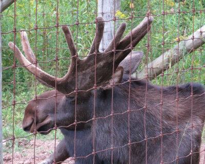 Moose - IMG_1142