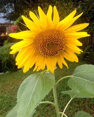 Sunflower - IMG_9331 