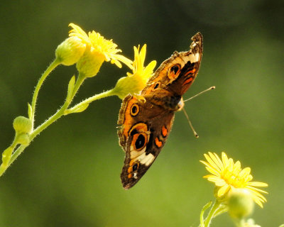 Buckeye Butterfly - DSCN2095