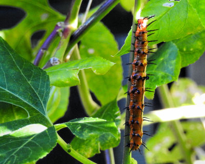 Large Gulf Fritillary caterpillar - DSCN2077