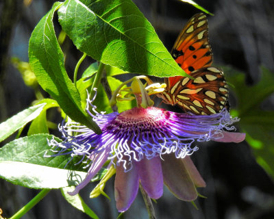 Gulf Fritillary Butterfly on Purple Passion flower - DSCN1878