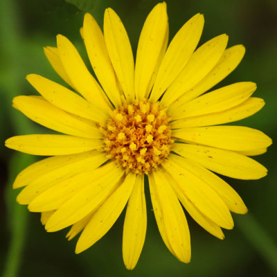 Yellow Wildflower - IMG_1332 
