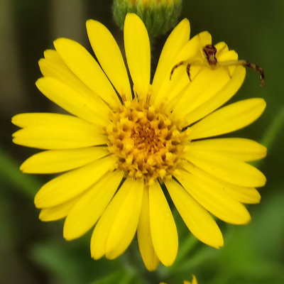 Yellow Wildflower with Bug - IMG_1324