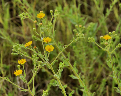 Yellow Wildflower Plants - IMG_1321