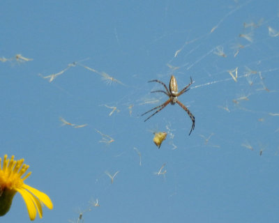 01b - Spider - DSCN2310