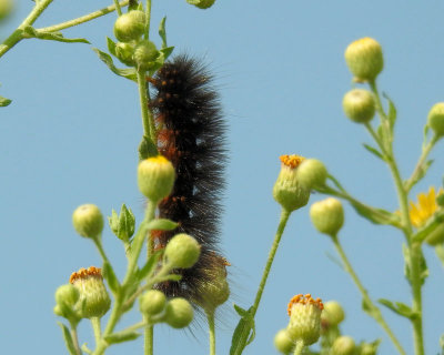 05 - caterpillar - DSCN2336