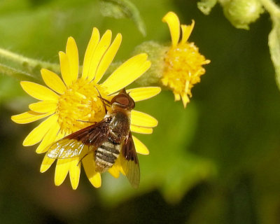 07 - bee on yellow - DSCN2368 - 800 wide.jpg