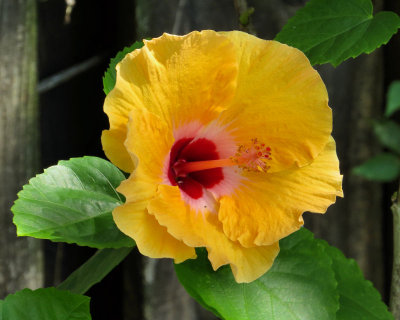 13 - yellow flower - IMG_5578 